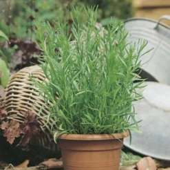 Tarragon - Seed