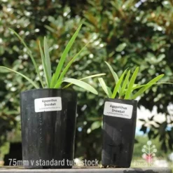 Agapanthus Snowball - 75mm BIGGER Size -Cheap The Aussie Garden Store 75mm v 42mm pots