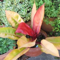 Philodendron Prince Of Orange -Cheap The Aussie Garden Store acalypha godseffiana coprosma marble queen philo prince of orange fuchsia magellanica aurea flickr cultiva413