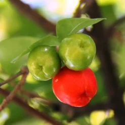 Malpighia Pixie - Acerola -Cheap The Aussie Garden Store acerola fruits 1
