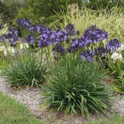 Agapanthus Buccaneer -Cheap The Aussie Garden Store agapanthus buccaneer 1