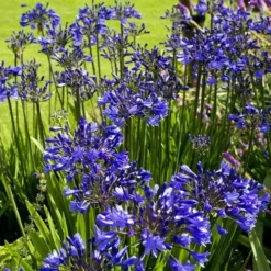 Agapanthus Purple Cloud -Cheap The Aussie Garden Store agapanthus hyperblue planting