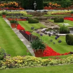 Agapanthus Black Magic -Cheap The Aussie Garden Store agapanthus pots stately home