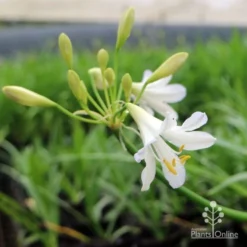 Agapanthus Silver Baby -Cheap The Aussie Garden Store agapanthus silver baby flowering