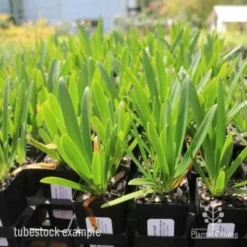 Agapanthus Snowball -Cheap The Aussie Garden Store agapanthus snowball tube 1