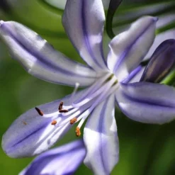 Agapanthus Streamline -Cheap The Aussie Garden Store agapanthus streamline type close