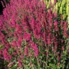 Agastache Heather Queen - Seed