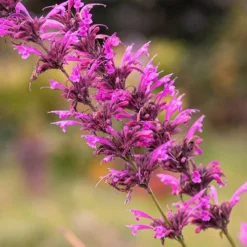 Agastache Heather Queen - Seed -Cheap The Aussie Garden Store agastache cana unadjusted