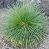 Agave Geminiflora - Succulent