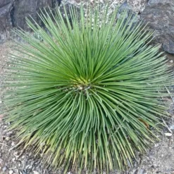 Agave Geminiflora - Succulent