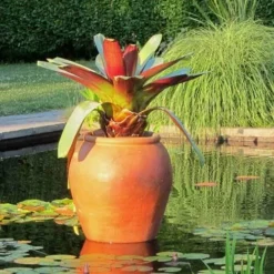 Alcantarea Imperialis Rubra - Bromeliad 16 Alcantarea Imperialis Rubra - Bromeliad -Cheap The Aussie Garden Store alcantarea imperialis rubra flickr cultivar413