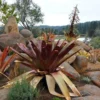 Alcantarea Imperialis Rubra - Bromeliad