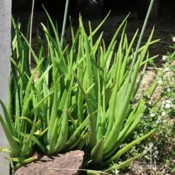 Aloe Vera - Succulent -Cheap The Aussie Garden Store aloe nursery