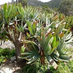 Aloe Plicatilis - Fan Aloe - Succulent -Cheap The Aussie Garden Store aloe plicatilis flickr bernard dupont