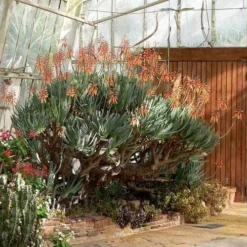 Aloe Plicatilis - Fan Aloe - Succulent -Cheap The Aussie Garden Store aloe plicatilis flickr laurent houmeau