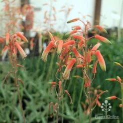 Aloe Quicksilver - Succulent 18 Aloe Quicksilver - Succulent -Cheap The Aussie Garden Store aloe quicksilver flower