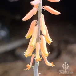 Aloe Vera - Succulent -Cheap The Aussie Garden Store aloe vera flowers nursery