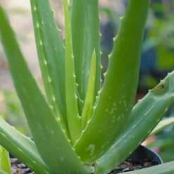 Aloe Vera - Succulent -Cheap The Aussie Garden Store aloe vera 500