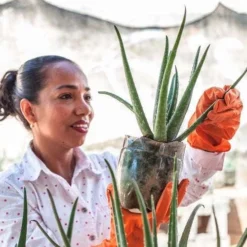Aloe Vera - Succulent -Cheap The Aussie Garden Store aloe growing