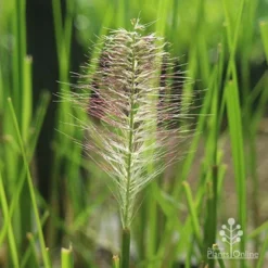 Pennisetum Alopecuroides - Swamp Fountain Grass -Cheap The Aussie Garden Store alopec new seedhead