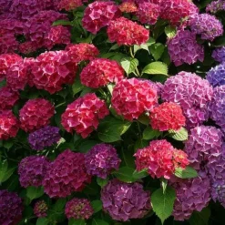 Hydrangea Alpengluhen -Cheap The Aussie Garden Store alpengluhen colour range