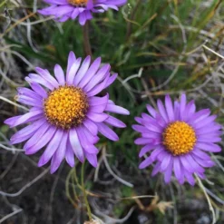 Aster Alpine Mix - Seed -Cheap The Aussie Garden Store alpine aster mauve2