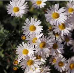 Aster Alpine Mix - Seed -Cheap The Aussie Garden Store alpine aster white