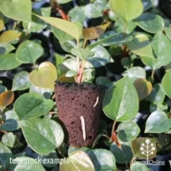 Anthurium White Winner -Cheap The Aussie Garden Store anthurium plug 7