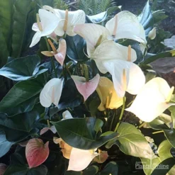 Anthurium White Winner