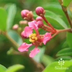 Malpighia Pixie - Acerola -Cheap The Aussie Garden Store apo acerola flower