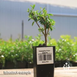 Malpighia Pixie - Acerola -Cheap The Aussie Garden Store apo acerola malpighia tubestock