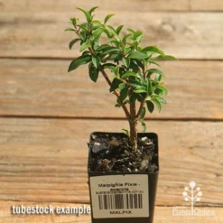 Malpighia Pixie - Acerola -Cheap The Aussie Garden Store apo acerola malpighia tubestock top