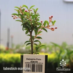 Malpighia Pixie - Acerola -Cheap The Aussie Garden Store apo acerola tubestock
