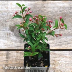 Malpighia Pixie - Acerola -Cheap The Aussie Garden Store apo acerola tubestock top