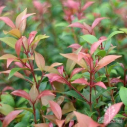 Acmena Allyn Magic 15 Acmena Allyn Magic -Cheap The Aussie Garden Store apo acmena allyn magic pink tips