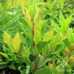 Acmena Hemilampra - Blush Satinash -Cheap The Aussie Garden Store apo acmena hemilampra growing