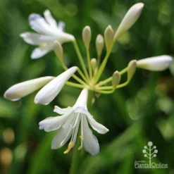 Agapanthus Silver Baby -Cheap The Aussie Garden Store apo agapanthus silver baby flower