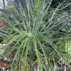 Agave Geminiflora - Succulent 10 Agave Geminiflora - Succulent -Cheap The Aussie Garden Store apo agave in barrow 1