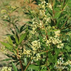 Ceratopetalum Alberys Red - Christmas Bush -Cheap The Aussie Garden Store apo alberys red ceratopetalum flowering sept