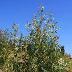 Ceratopetalum Alberys Red - Christmas Bush -Cheap The Aussie Garden Store apo alberys red flowering sept