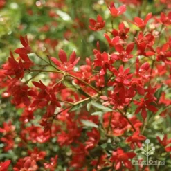 Ceratopetalum Alberys Red - Christmas Bush -Cheap The Aussie Garden Store apo alberys red flowers november