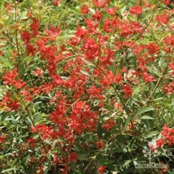 Ceratopetalum Alberys Red - Christmas Bush -Cheap The Aussie Garden Store apo alberys red november