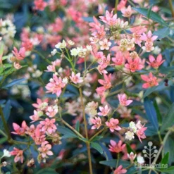 Ceratopetalum Alberys Red - Christmas Bush -Cheap The Aussie Garden Store apo alberys red pre flowering