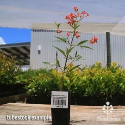 Ceratopetalum Alberys Red - Christmas Bush -Cheap The Aussie Garden Store apo alberys tubestock 1
