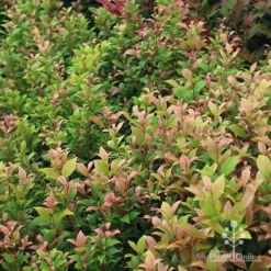 Acmena Allyn Magic 13 Acmena Allyn Magic -Cheap The Aussie Garden Store apo allyn magic green pink phase