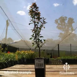 Acmena Allyn Magic 19 Acmena Allyn Magic -Cheap The Aussie Garden Store apo allyn magic tubestoc kside