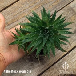 Aloe Aristata - Lace Aloe - Succulent -Cheap The Aussie Garden Store apo aloe aristata supersize