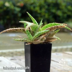 Aloe Pink Blush - Succulent -Cheap The Aussie Garden Store apo aloe pink blush 1