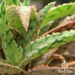 Aloe Pink Blush - Succulent -Cheap The Aussie Garden Store apo aloe pink blush colours