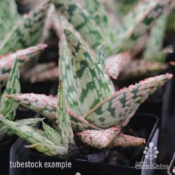 Aloe Pink Blush - Succulent -Cheap The Aussie Garden Store apo aloe pink blush tubestock